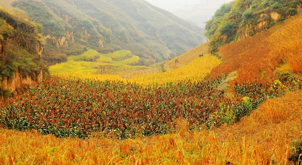 深秋的印斗镇吴仲沟村是一片繁忙景象，各种成熟的农作物把一条山沟装点的绚丽多彩，加上有农民正在田间劳作，生成一幅美丽的乡村画卷。
